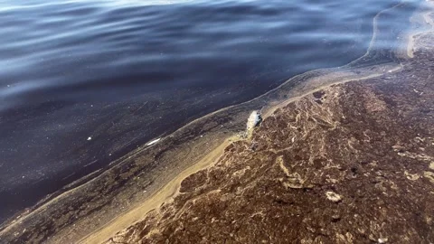 Dead Fish Floating on the Sea Surface Stock Footage 327122014