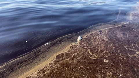 Dead Fish Floating on the Sea Surface (Slow Motion) Stock Footage 327122176