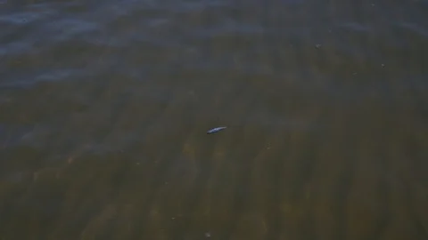 Dead fish floating on the surface of the water Video stock 90805848