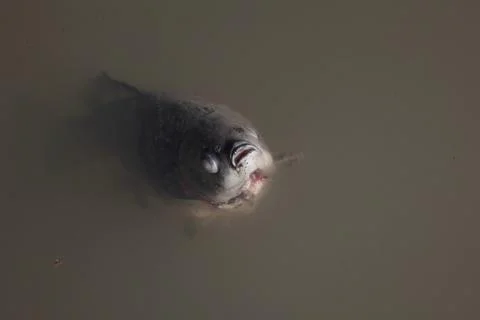 Dead fish floating upside down in dirty brown water Foto stock