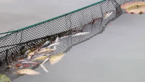Dead fish floating on water behind a net in a lake Stock Footage 136527090