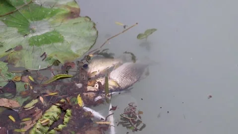 Dead fish floating on water behind a net in a lake Stock Footage 136527096