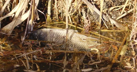 Dead fish floating in water, dry reeds and grass around Stock Footage 254358317