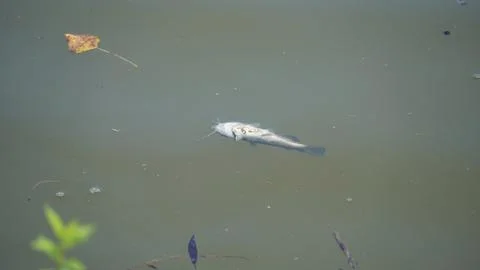 Dead fish floating in the water Stock Photos