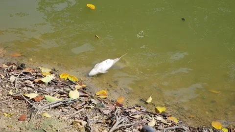 Dead fish floating in the water on surface of toxic polluted Stock Footage 113293432