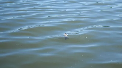 Dead Fish Floating on Water Surface Stock Footage 307932041