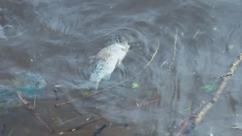 Dead fish floats on surface of dirty river. Stock Footage 273608107