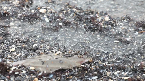 Dead fish flounder sea pollution concept Stock Footage 37219098