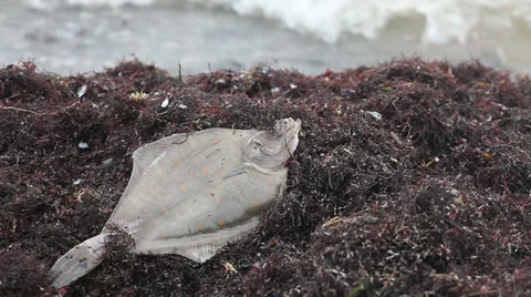 Dead fish flounder sea pollution concept Stock Footage 37219806