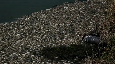 Dead fish Stock Footage 516121