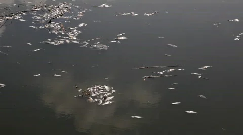 Dead fish Vidéo 516262
