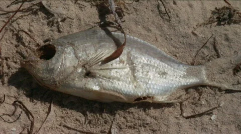 Dead fish Stock Footage 716707
