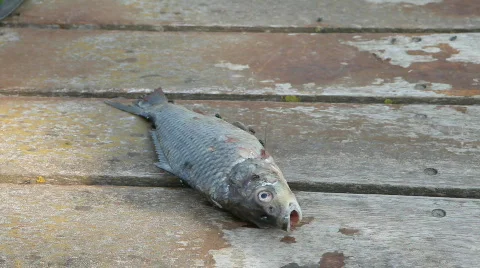 Dead fish Vidéo 767228