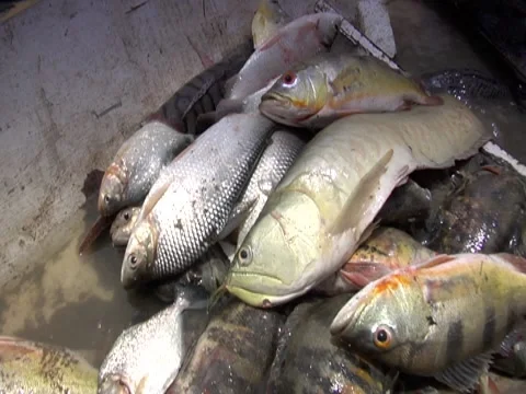 Dead Fish Stock Footage 8691259