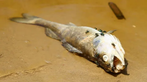 Dead fish Vidéo 23481090