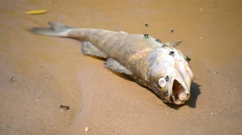 Dead fish. Stock Footage 23638212
