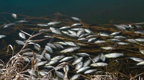 Dead fish Stock Footage 24363885