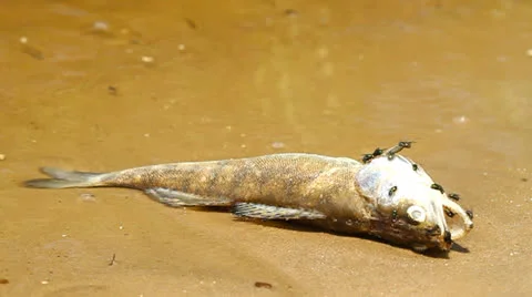 Dead fish Video stock 25014234