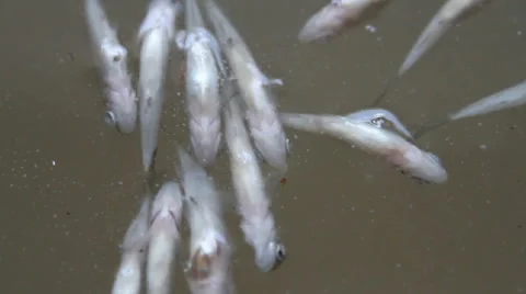 Dead fish Stock Footage 55232093
