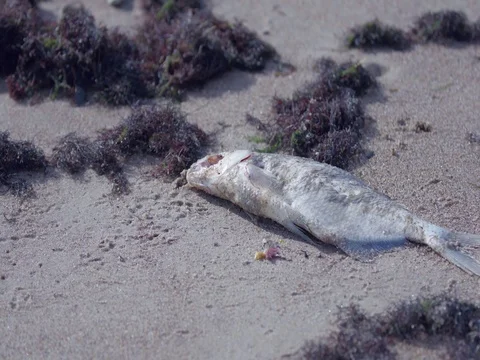 Dead Fish Stock Footage 74611183