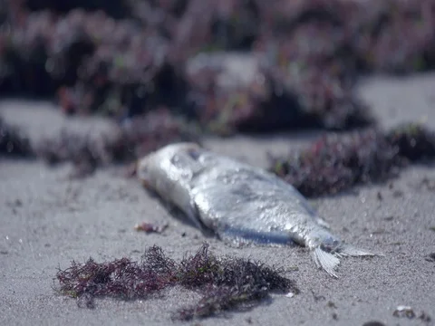 Dead Fish Stock Footage 74611190