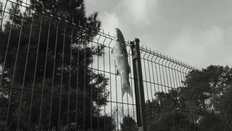 Dead Fish Stock Footage 141385206