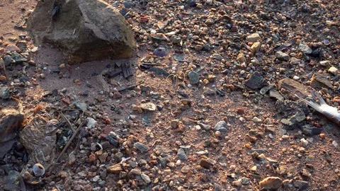Dead fish on the ground Stock Footage 89328579
