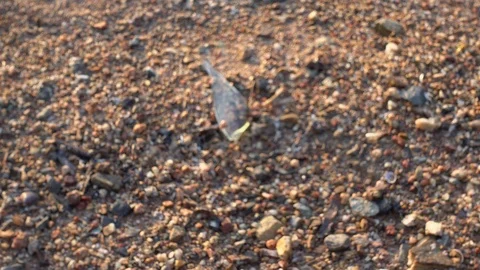 Dead fish on the ground Stock Footage 92660265