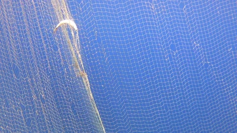 Dead fish hang in abandoned net underwater - Nautical and Marine Conservation Stock Footage 339976637