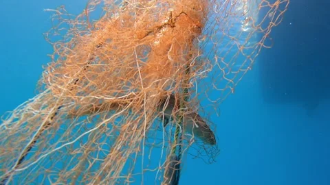Dead fish hang in abandoned net underwater - Nautical and Marine Entanglement Stock Footage 339979476