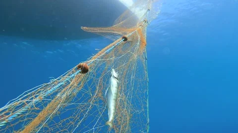 Dead fish hang in abandoned net underwater - Nautical and Habitat Destruction Stock Footage 339979508