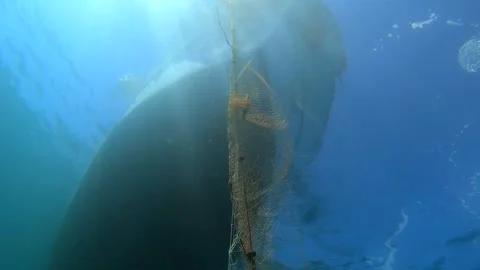 Dead fish hang in abandoned net - Marine Conservation and Fisheries Impact Stock Footage 339979608