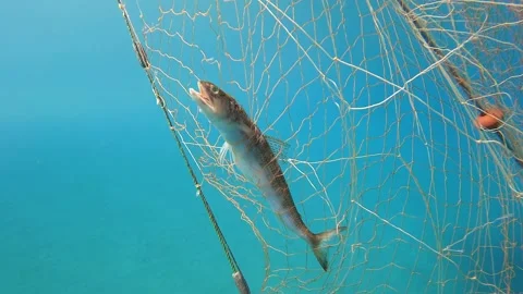 Dead fish hang in abandoned net - Marine Entanglement and Fisheries Impact Stock Footage 339979809