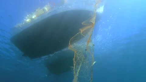 Dead fish hang in abandoned net underwater - Nautical and Fisheries Impact Stock Footage 339979871