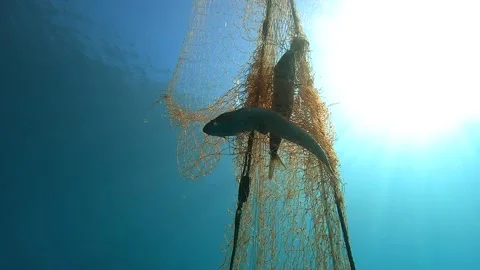 Dead fish hangs trapped in a submerged net underwater - Entanglement Background Stock Footage 340009987