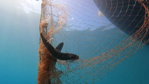 A dead fish hangs trapped in a submerged fishing net in clear water Stock Footage 340010101