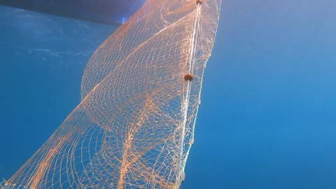 Dead fish hangs trapped in a submerged net underwater - Entanglement Texture Stock Footage 340010159