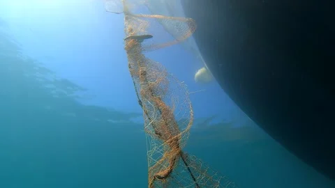 Dead fish hangs trapped in a submerged net underwater - Underwater Background Stock Footage 340010201