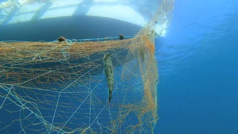 Dead fish hangs trapped in a submerged net underwater - Entanglement Detail Stock Footage 340010242