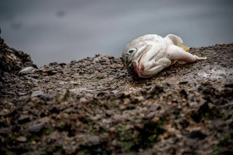 Dead fish head left on the beach Stock Photos