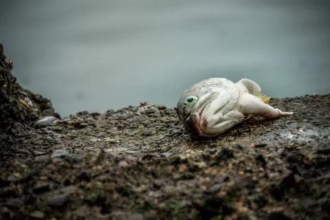 Dead fish head left on the beach Stock Photos