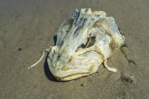 Dead fish head skeleton on the beach. Stock Photos
