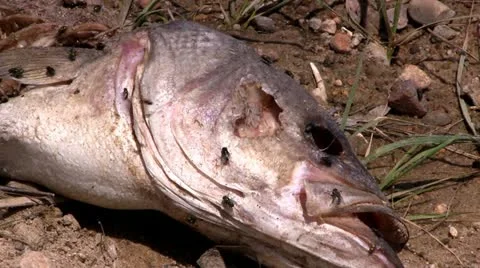 Dead fish head on waters edge with flies Stock Footage 12135166