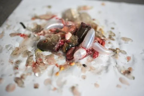 Dead Fish Heads Stock Photos