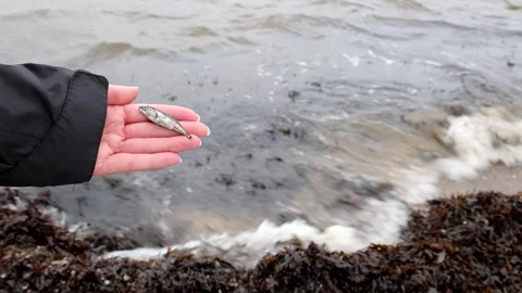 Dead fish is held in the hand by the seashore after a storm Stock Footage 278935908