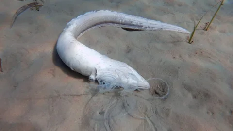 A dead fish with a hook and line Stock Footage 246641529