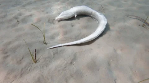 A dead fish with a hook and line Stock Footage 251131314