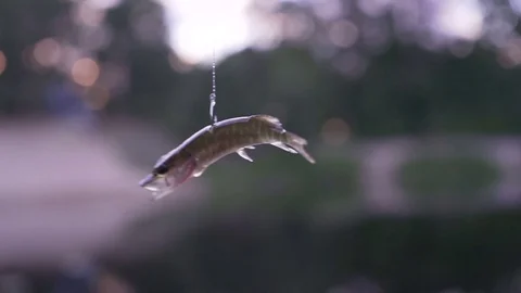 Dead fish on a hook Video stock 78621993