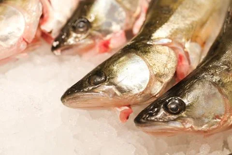 Dead Fish on Ice Stock Photos