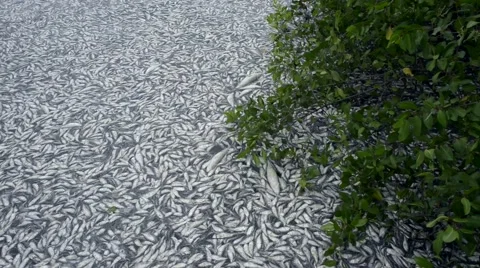 Dead fish in the lagoon Stock Footage 51257512